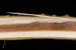 Water hickory